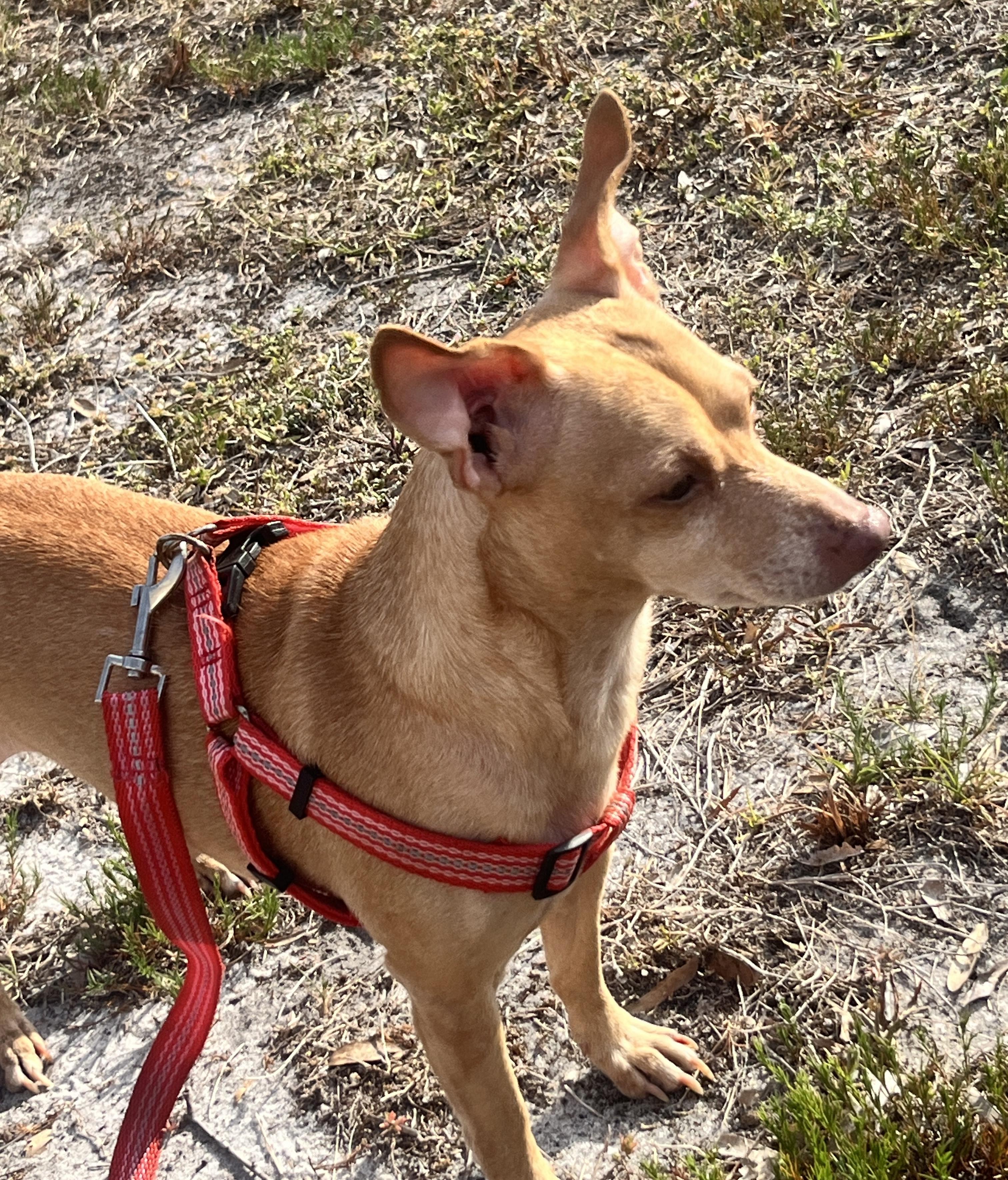 Enlarge Toby, a ADOPTABLE mixed breed in Sarasota, FL image 2/3