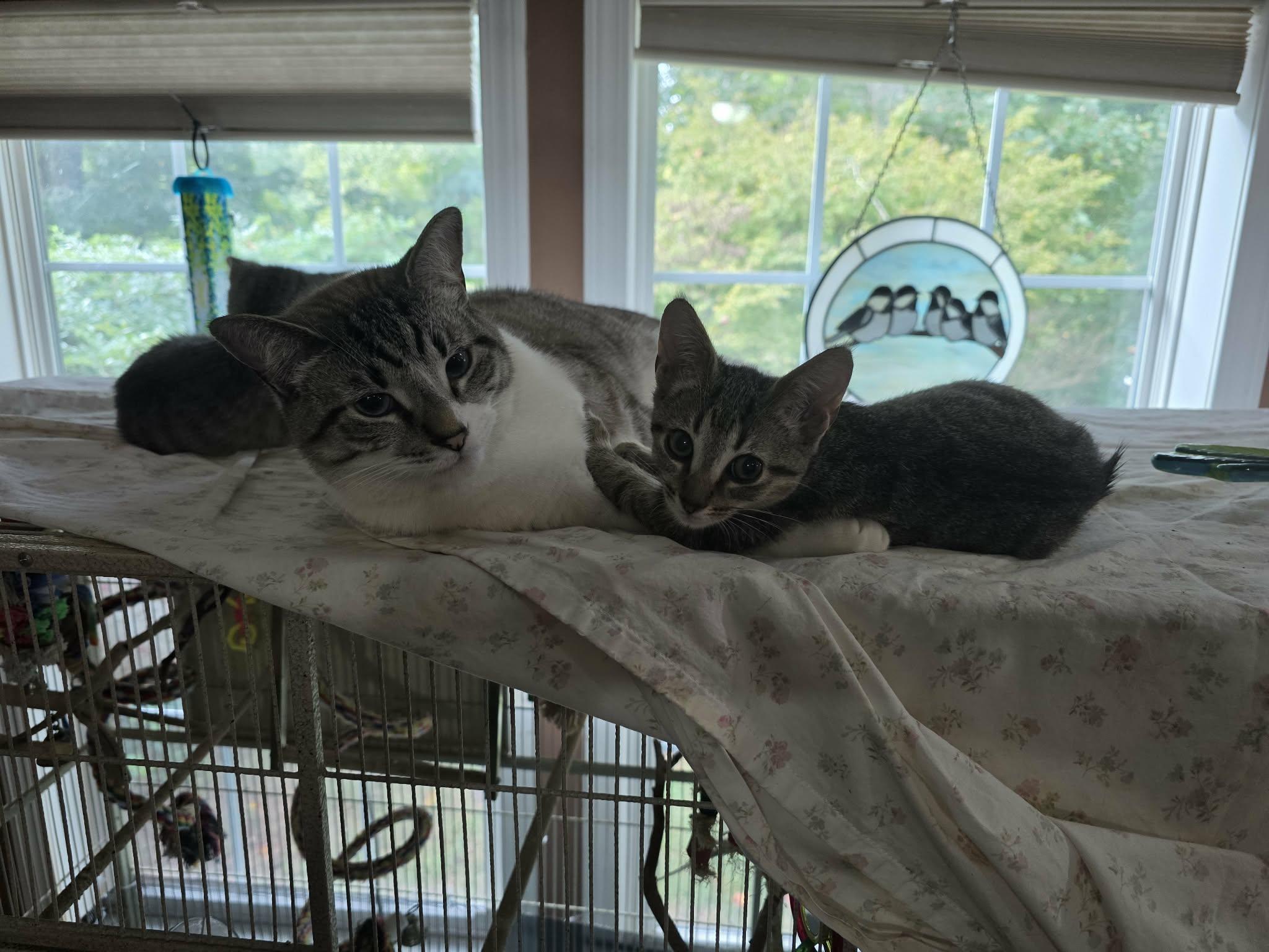 Enlarge BoRounds, a Adoptable Domestic Short Hair in Morganton, NC image 2/3