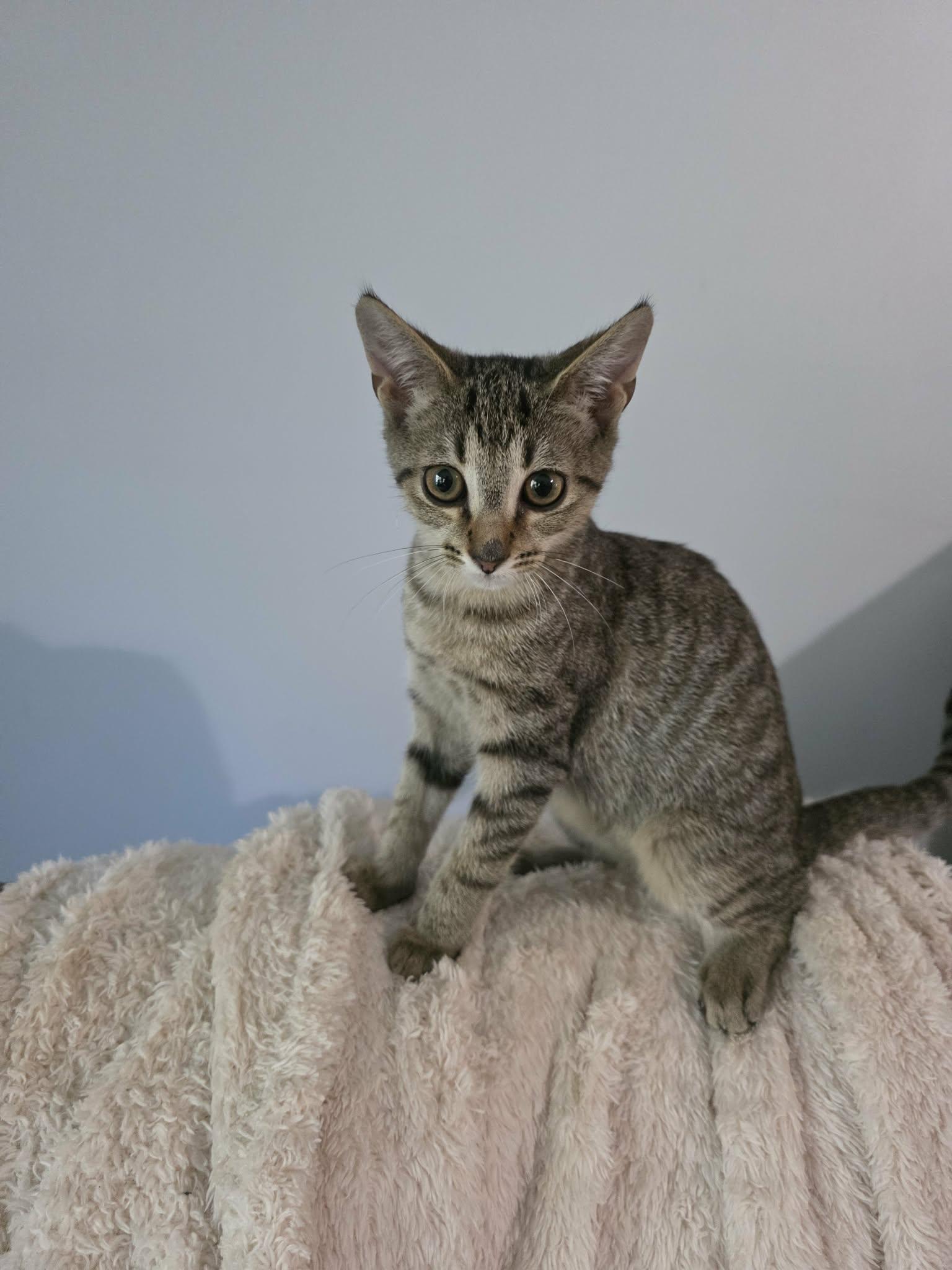 BoRounds, Adoptable, Young Female Domestic Short Hair.