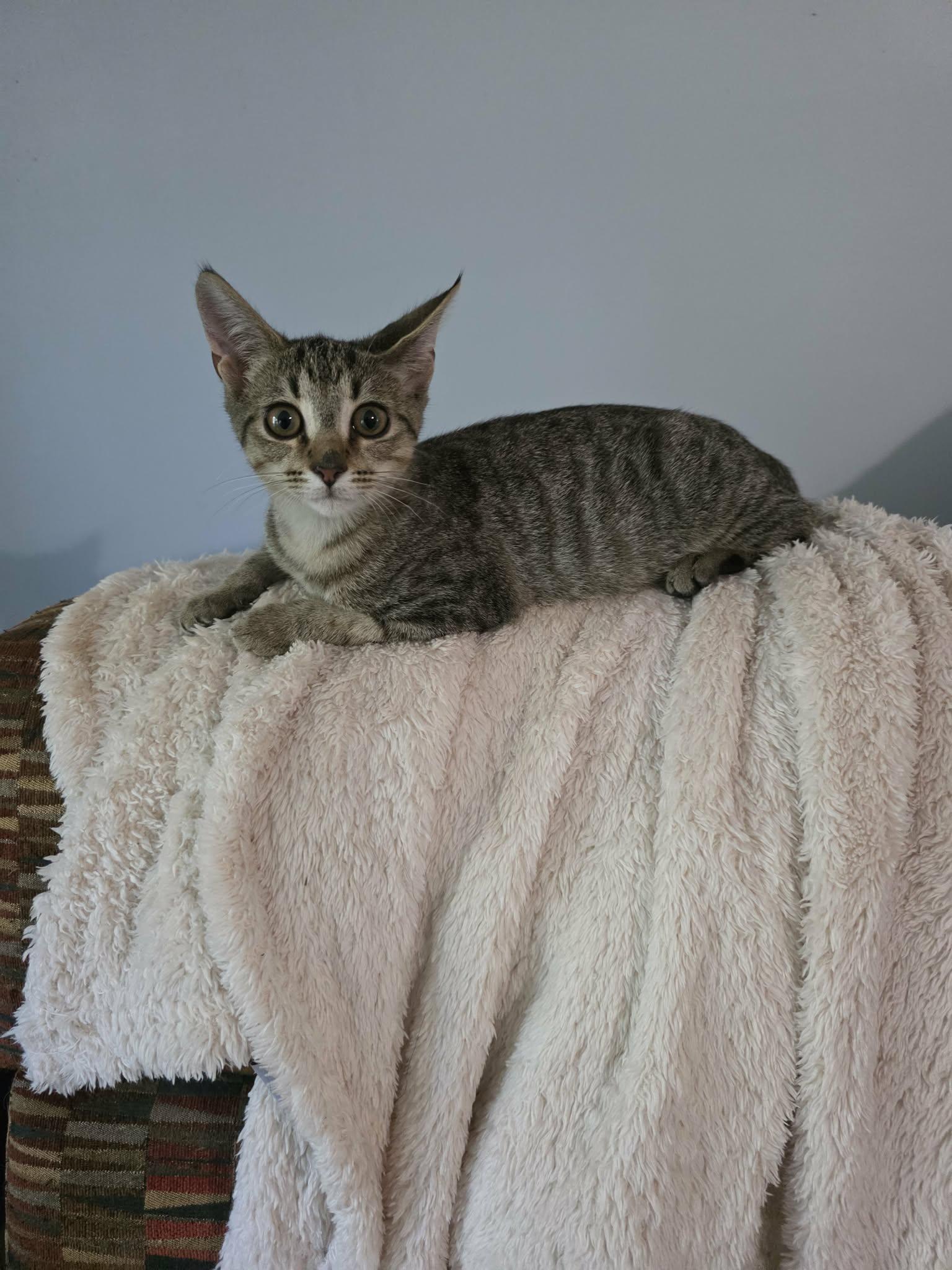 Enlarge BoRounds, a Adoptable Domestic Short Hair in Morganton, NC image 3/3