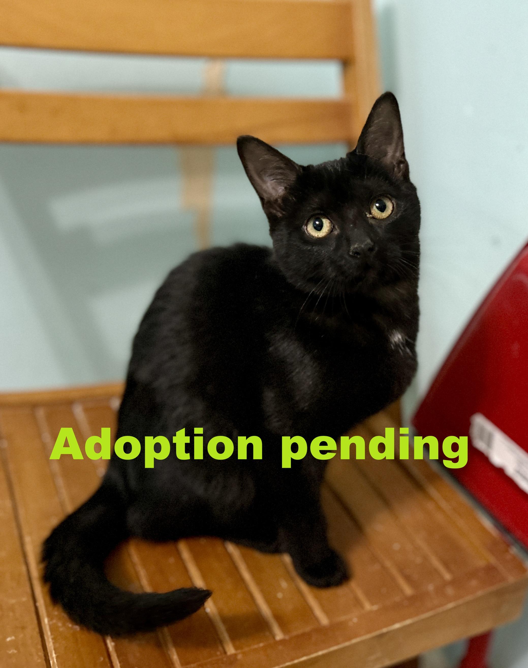 Meek, ADOPTABLE, Kitten Female Domestic Short Hair.