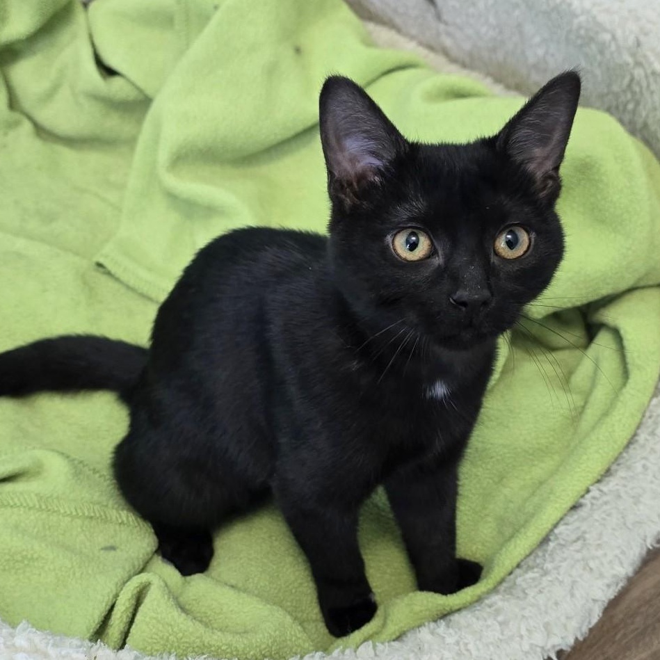 Meek, ADOPTABLE, Kitten Female Domestic Short Hair.
