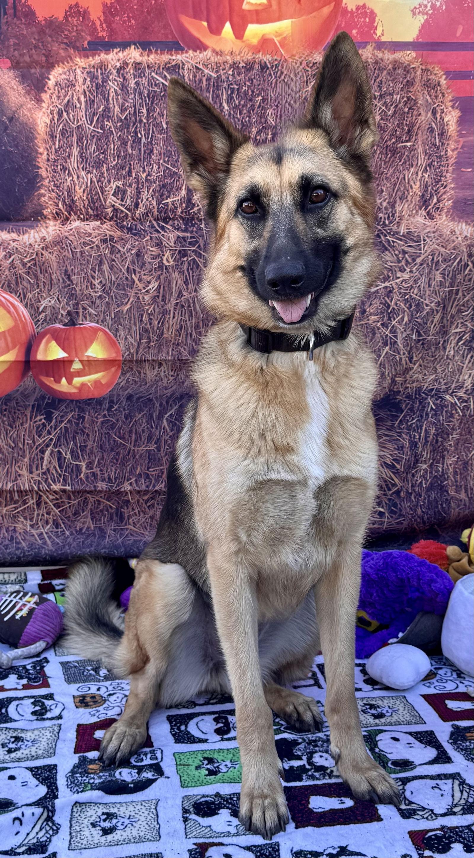 Enlarge Elle, a Adoptable German Shepherd Dog in Capistrano Beach, CA image 2/3