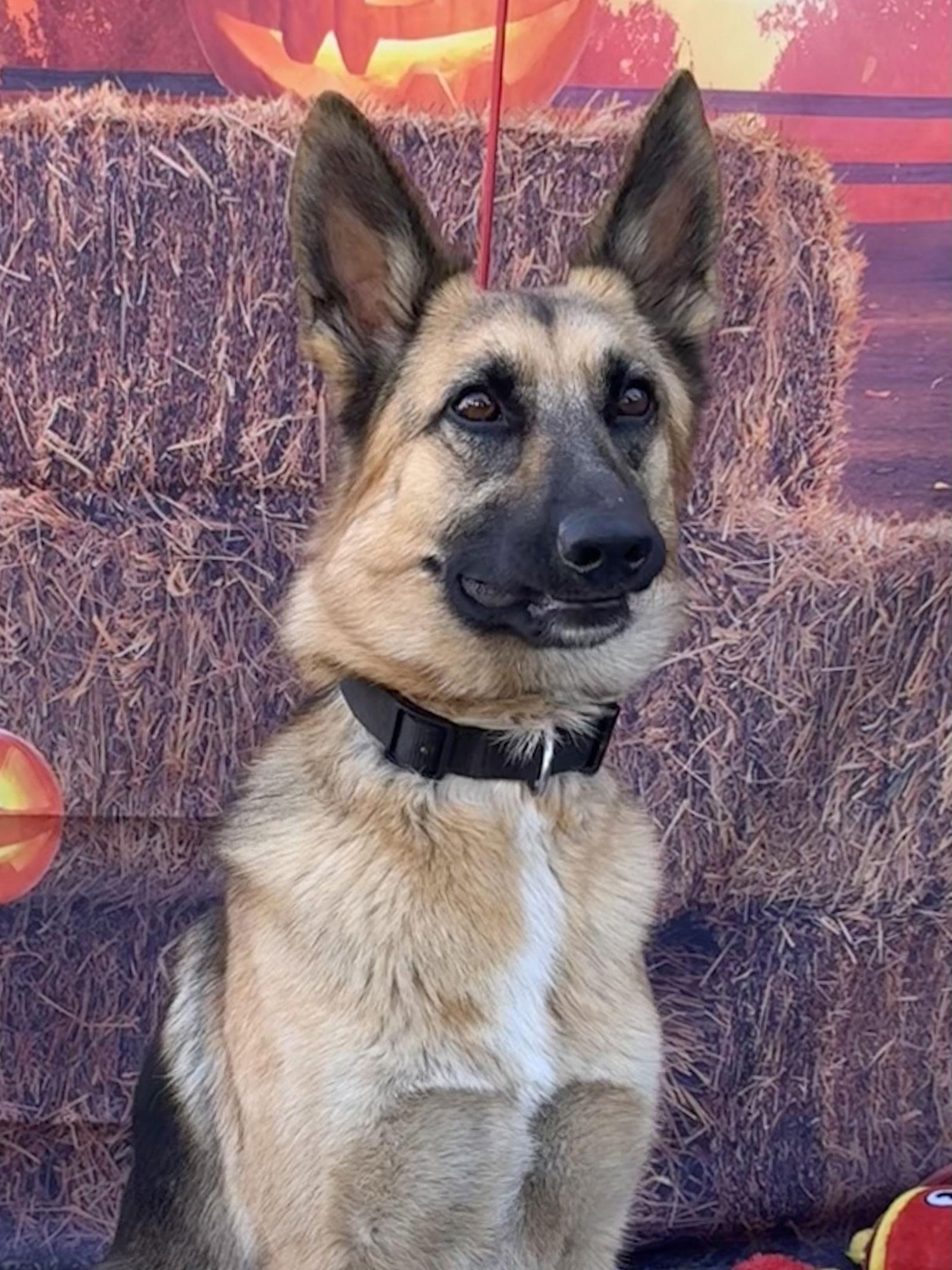 Enlarge Elle, a Adoptable German Shepherd Dog in Capistrano Beach, CA image 3/3