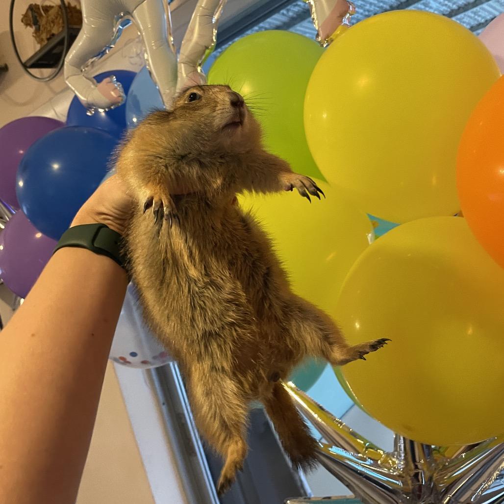 Enlarge Sugar and Spice, a Adoptable Prairie Dog in Hollywood, FL image 5/6