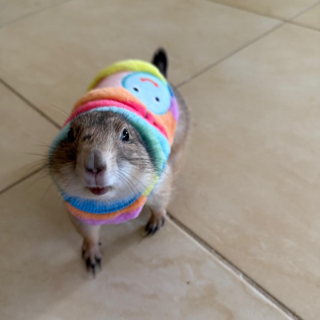 Enlarge Sugar and Spice, a Adoptable Prairie Dog in Hollywood, FL image 2/6
