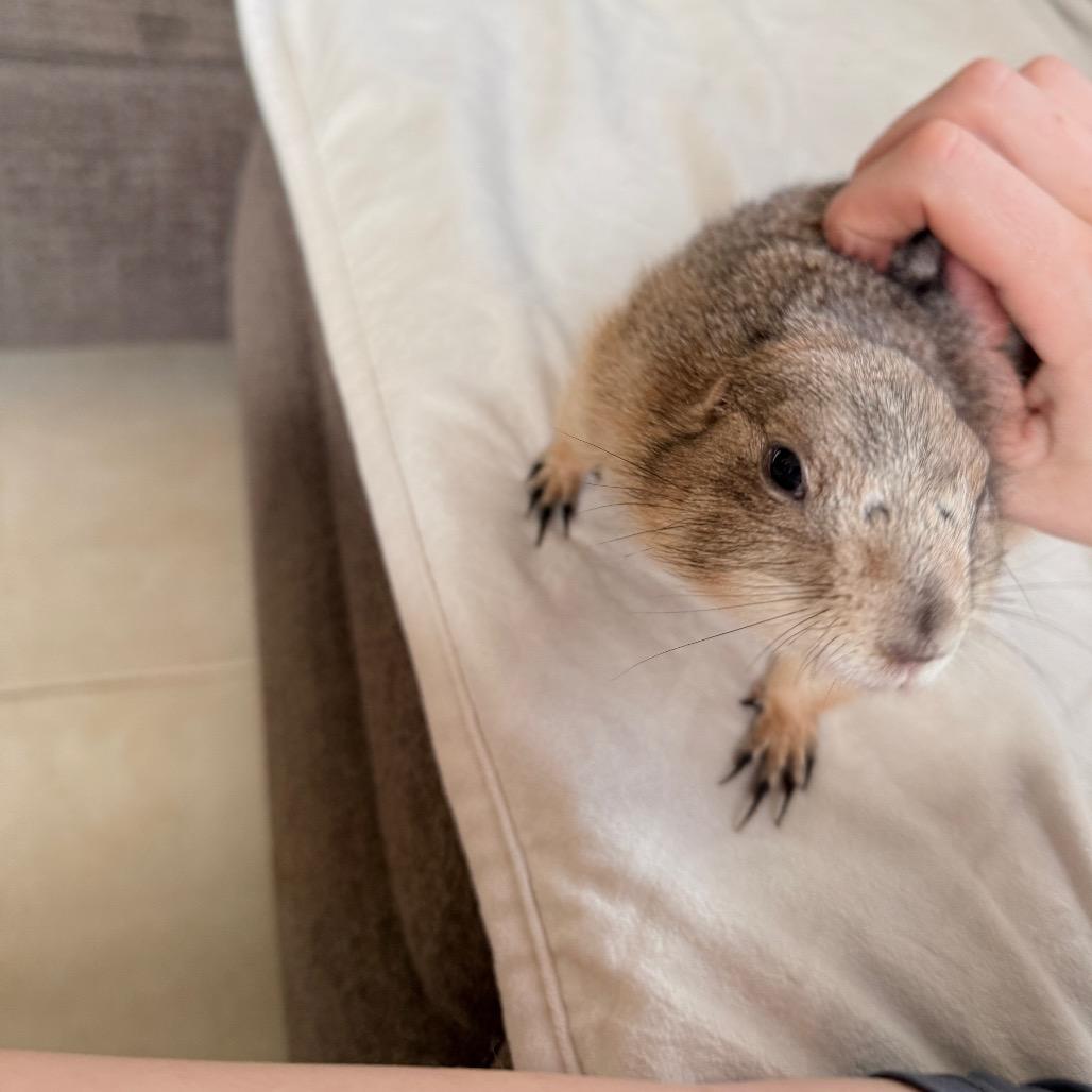 Enlarge Sugar and Spice, a Adoptable Prairie Dog in Hollywood, FL image 4/6