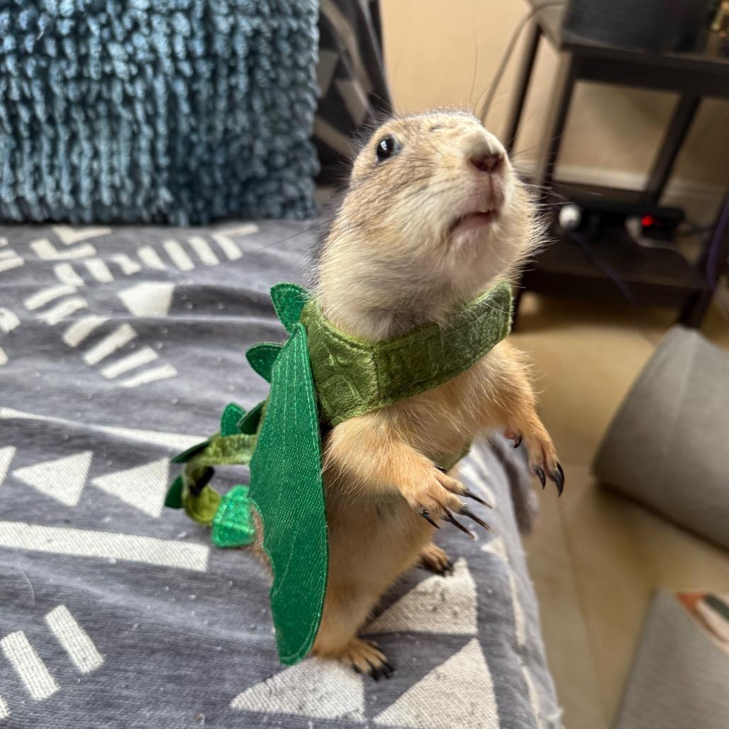 Enlarge Sugar and Spice, a Adoptable Prairie Dog in Hollywood, FL image 6/6