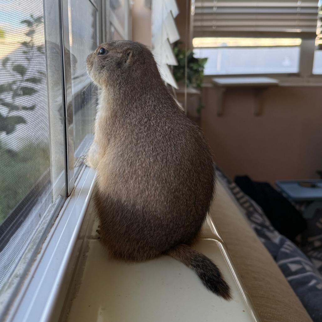 Enlarge Sugar and Spice, a Adoptable Prairie Dog in Hollywood, FL image 3/6
