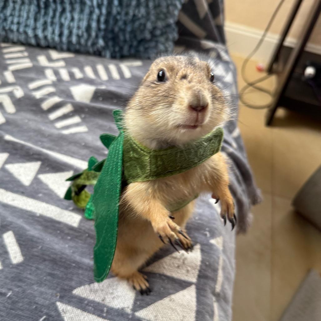 Enlarge Sugar and Spice, a Adoptable Prairie Dog in Hollywood, FL image 1/6