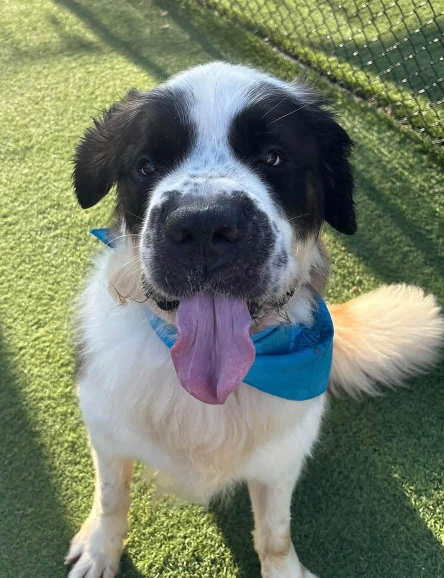 Herb, Adoptable, Adult Male Saint Bernard.