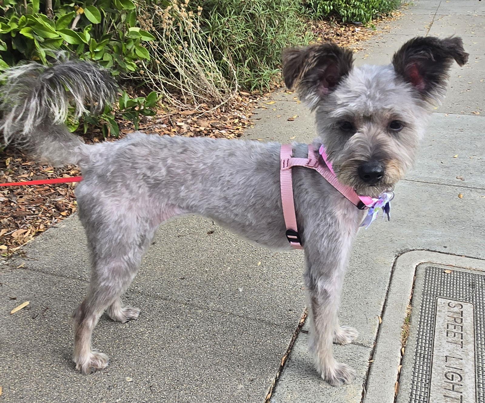 Enlarge Kylie, a Adopted mixed breed in Los Angeles, CA image 1/3