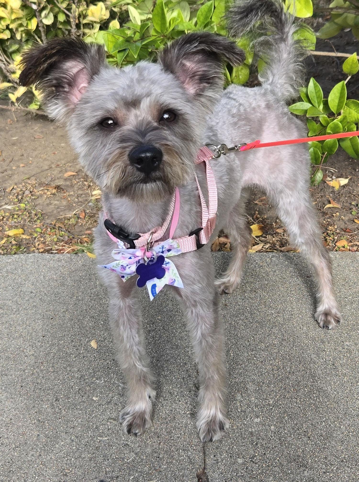 Enlarge Kylie, a Adopted mixed breed in Los Angeles, CA image 2/3