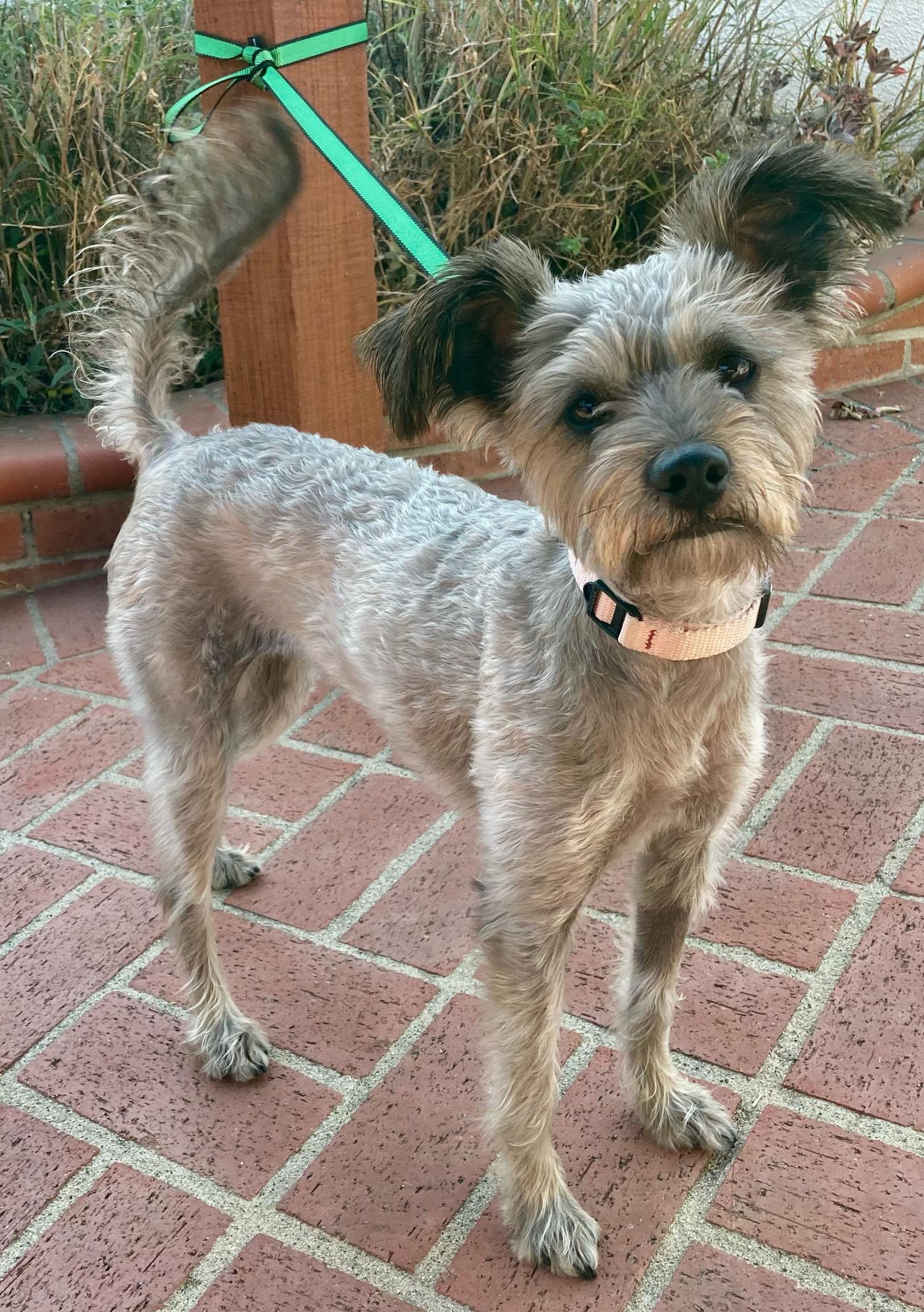 Enlarge Kylie, a Adopted mixed breed in Los Angeles, CA image 3/3