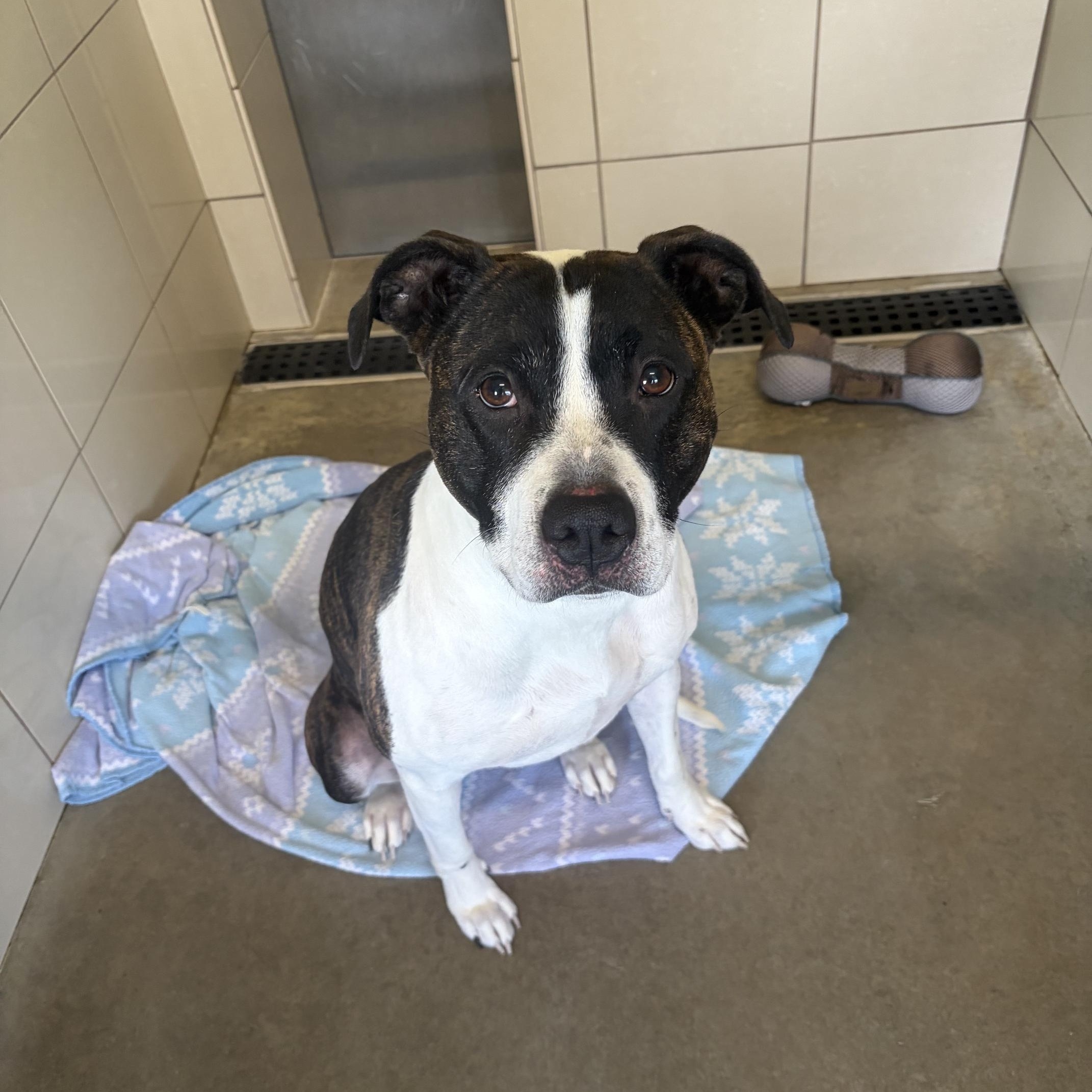 Liza, an adopted Pit Bull Terrier in Seneca, PA image 2/2