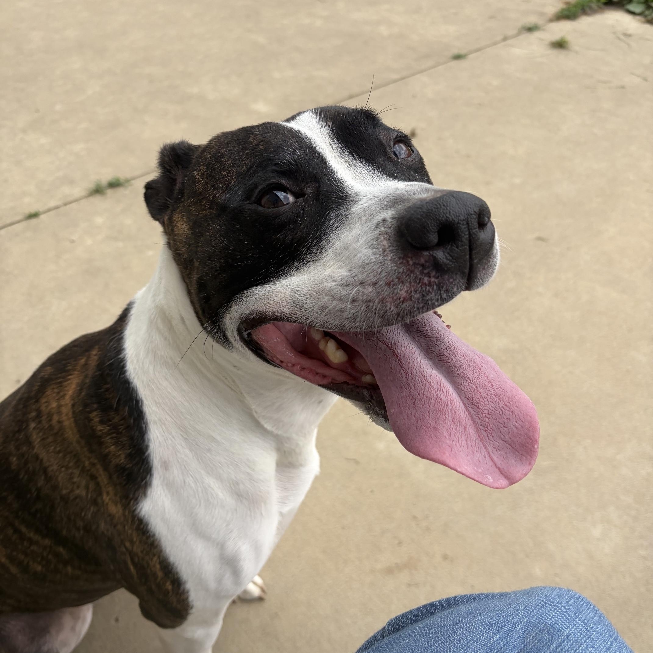 Liza, adopted, Adult Female Pit Bull Terrier.
