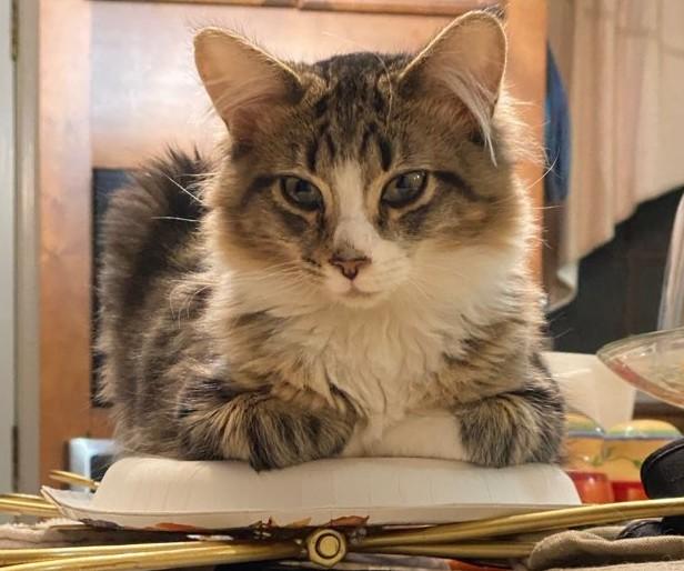 Lucky, a ADOPTABLE mixed breed in Smyrna, DE image 1/3