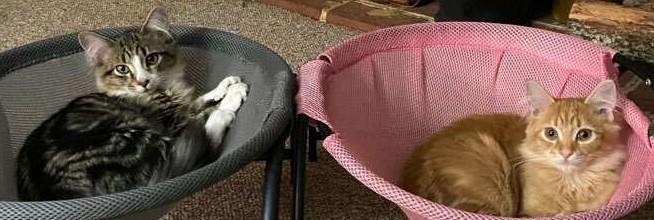 Lucky, a ADOPTABLE mixed breed in Smyrna, DE image 3/3