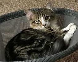 Lucky, a ADOPTABLE mixed breed in Smyrna, DE image 2/3