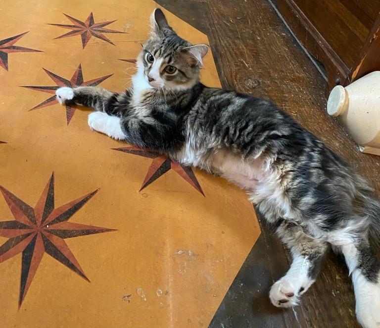 Enlarge Lucky, an adoptable mixed breed in Smyrna, DE image 4/4