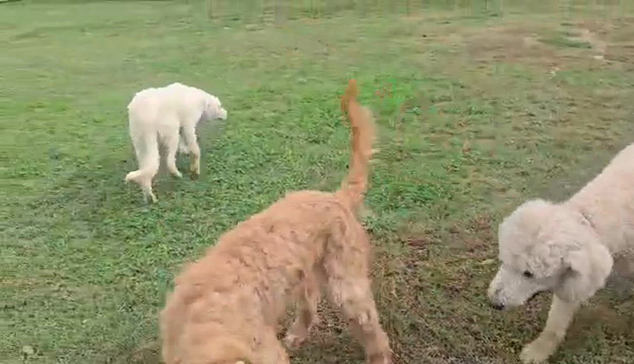 Enlarge Abelia, a Adopted mixed breed in Newport, TN video 6/6