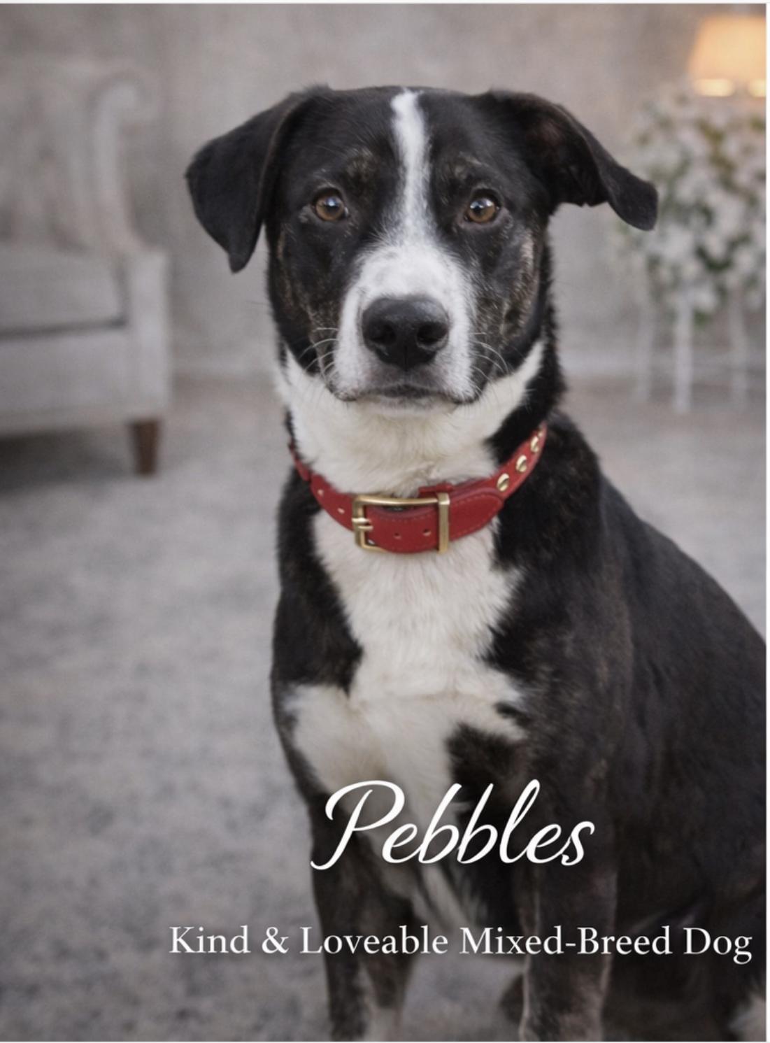 Pebbles, ADOPTABLE, Adult Female Labrador Retriever.