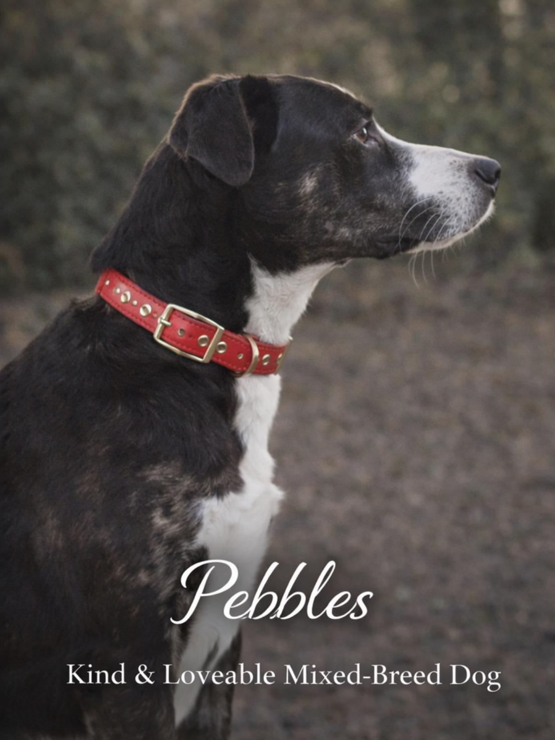 Pebbles, a ADOPTABLE mixed breed in Livingston, TX image 3/3