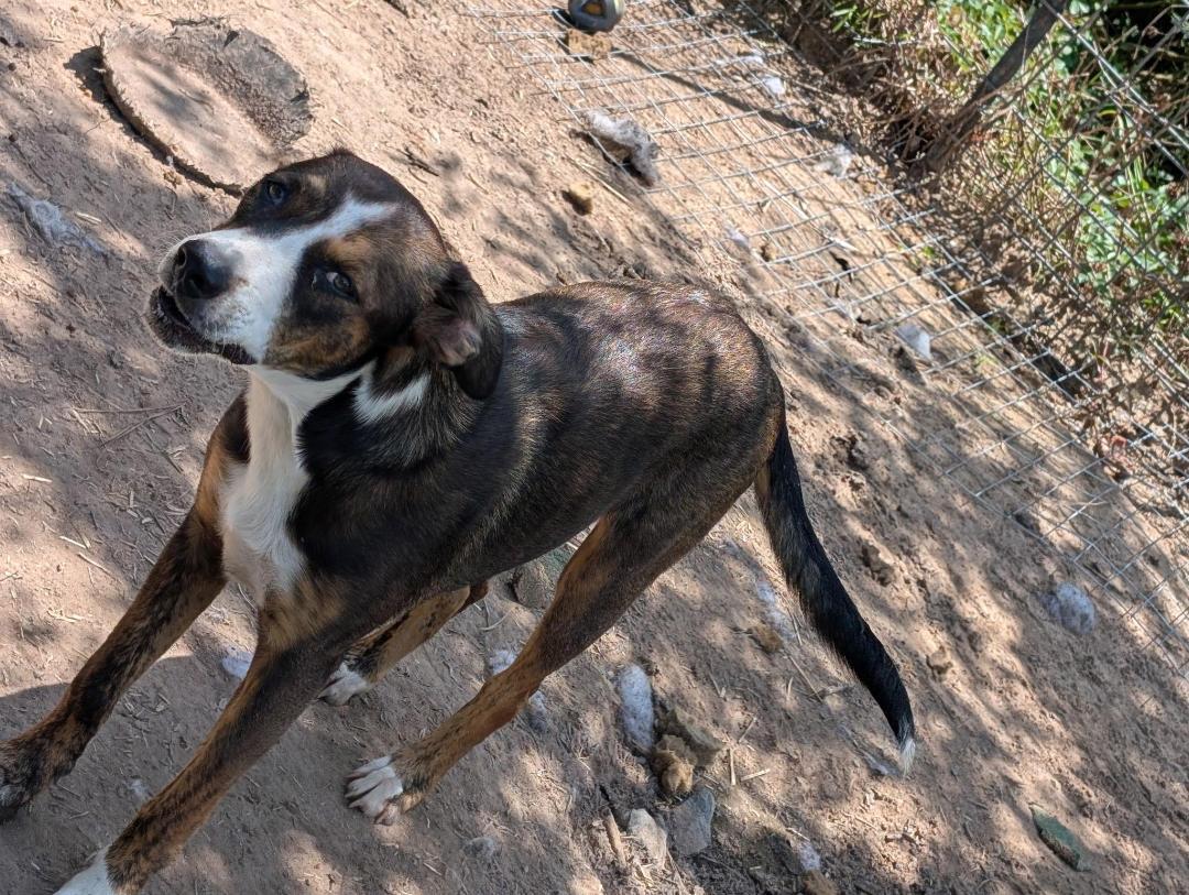 Pebbles, ADOPTABLE, Adult Female Labrador Retriever.