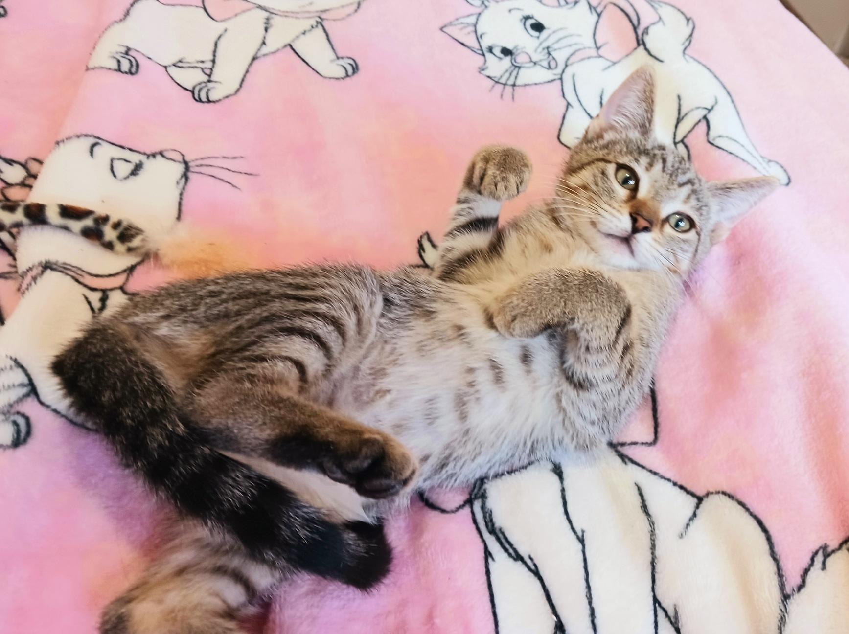 Clementine Skye, a ADOPTABLE mixed breed in Mesa, AZ image 3/4