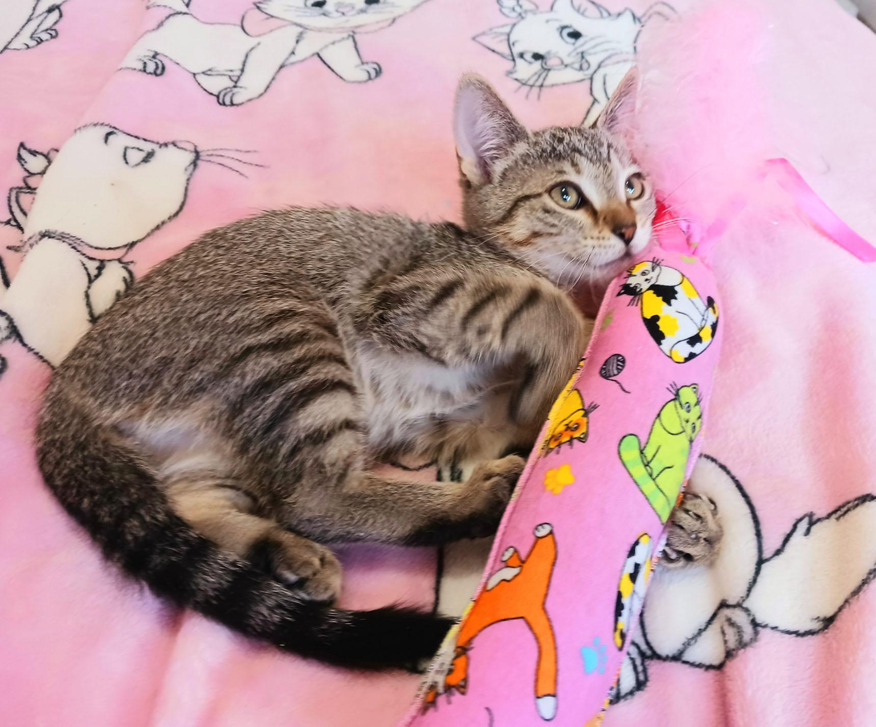 Clementine Skye, a ADOPTABLE mixed breed in Mesa, AZ image 2/4