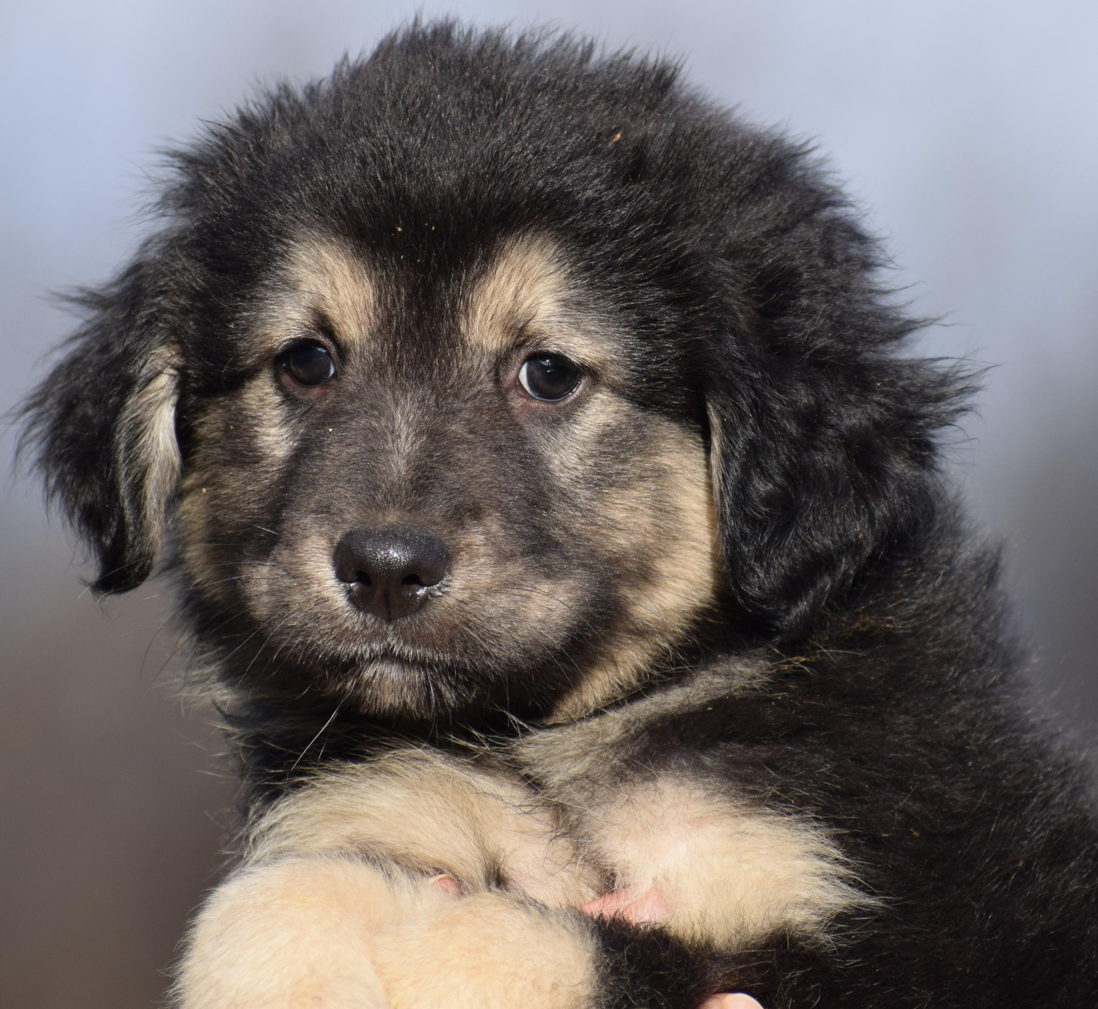 Enlarge 2026Olson, an adopted mixed breed in Frederick, MD image 6/6