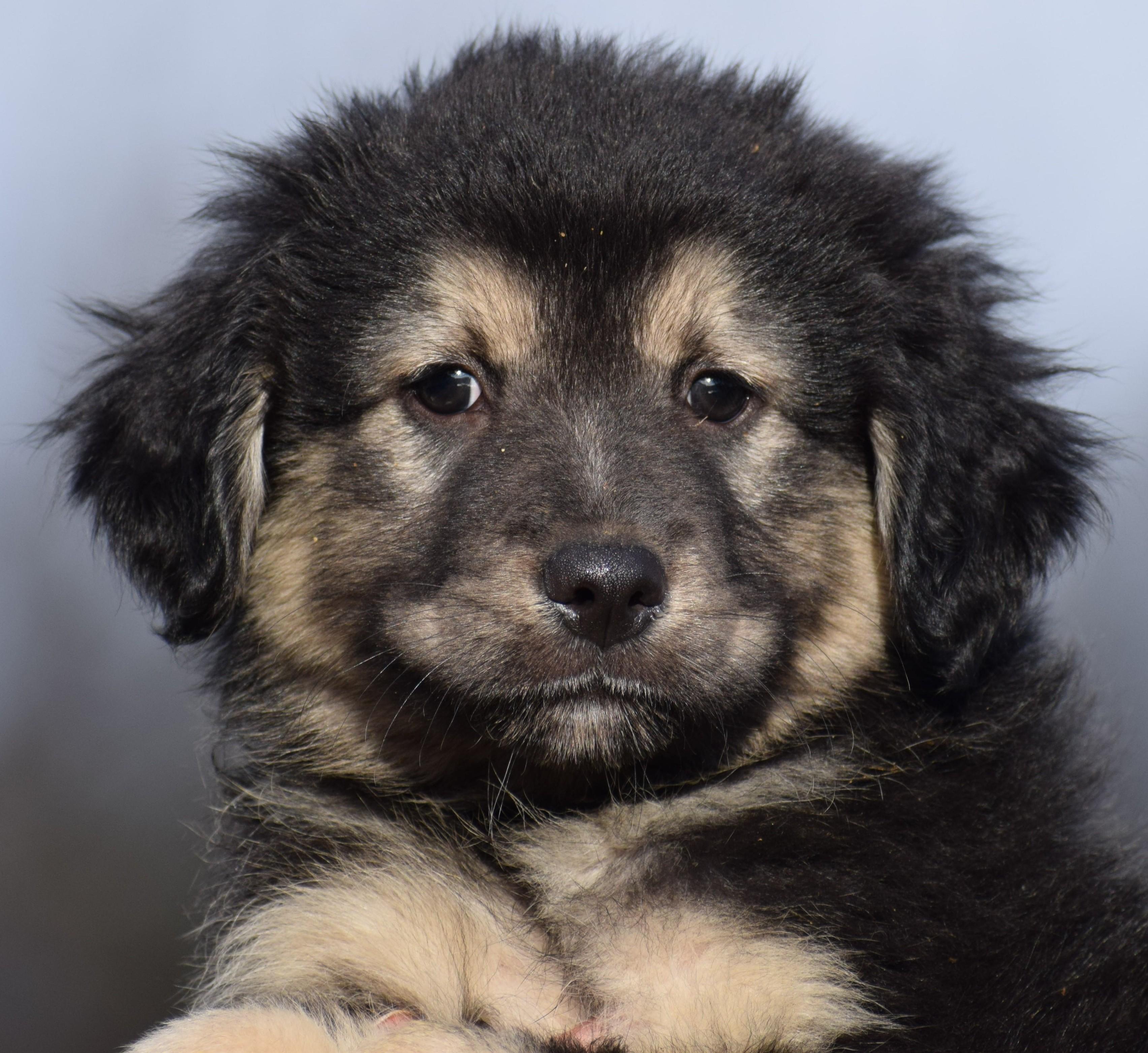 Enlarge 2026Olson, an adopted mixed breed in Frederick, MD image 2/6