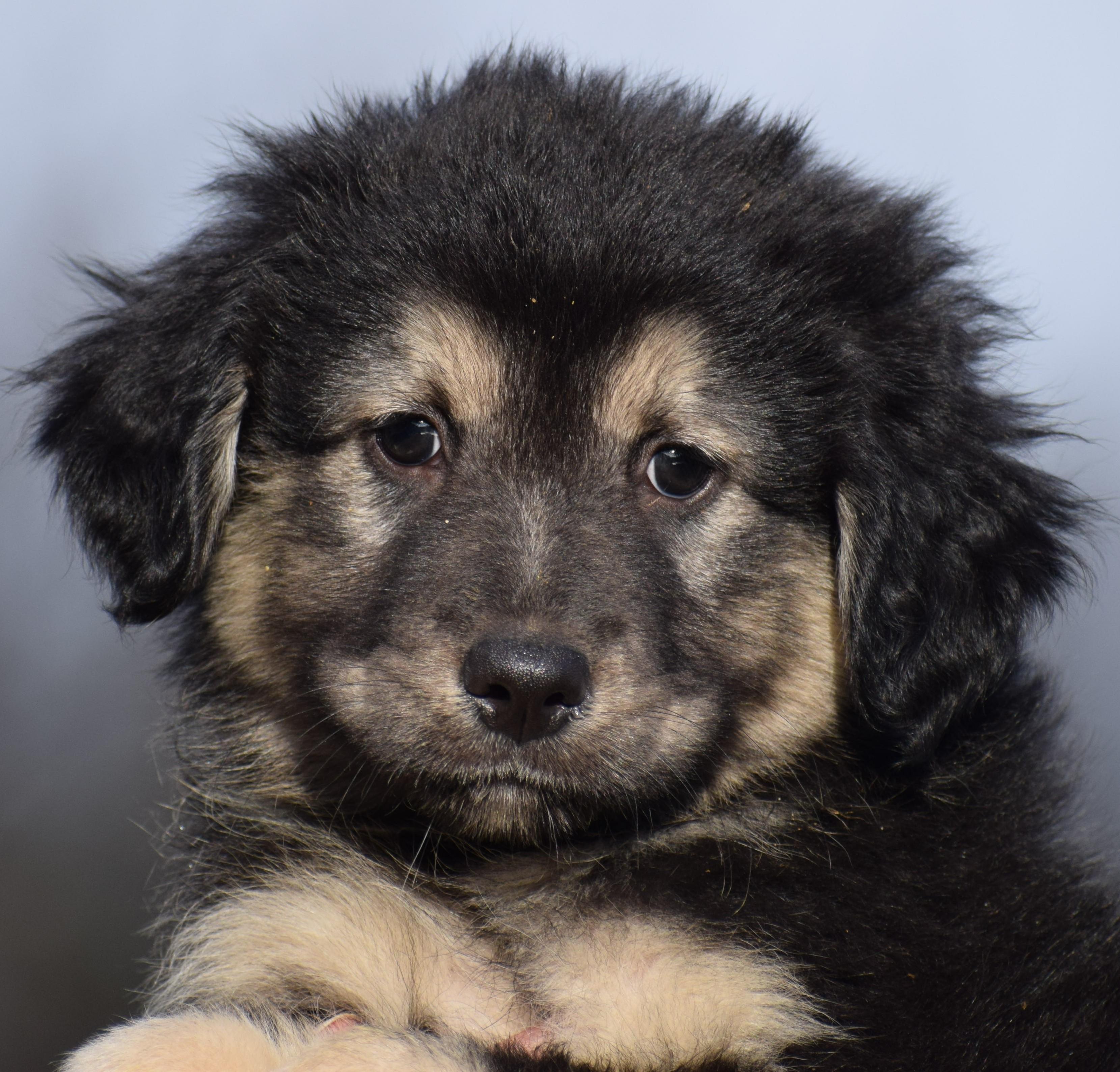 Enlarge 2026Olson, an adopted mixed breed in Frederick, MD image 1/6