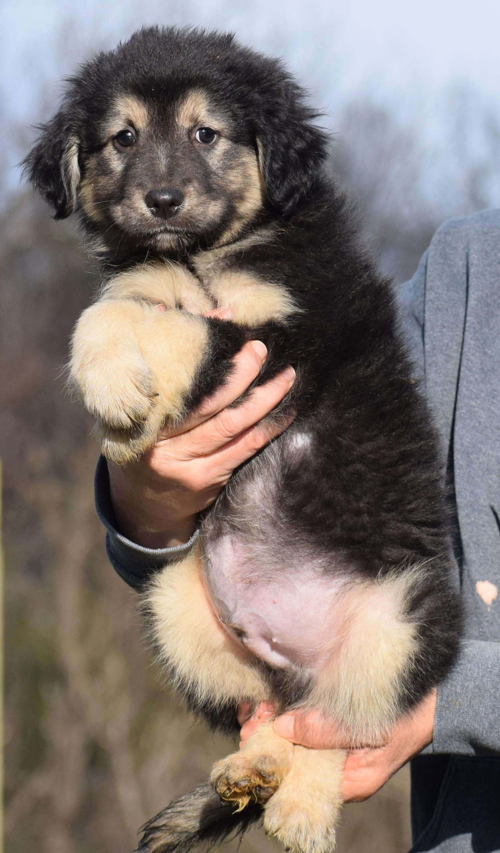 Enlarge 2026Olson, an adopted mixed breed in Frederick, MD image 4/6
