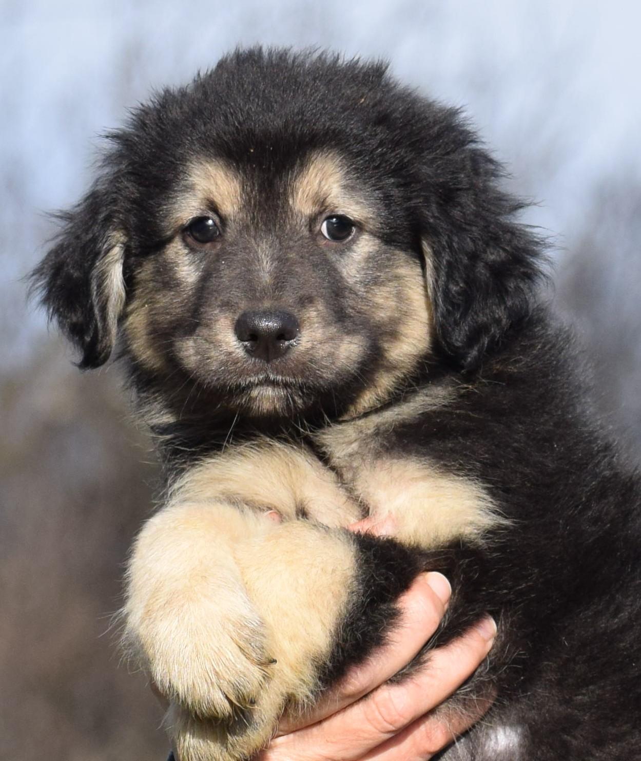 Enlarge 2026Olson, an adopted mixed breed in Frederick, MD image 5/6