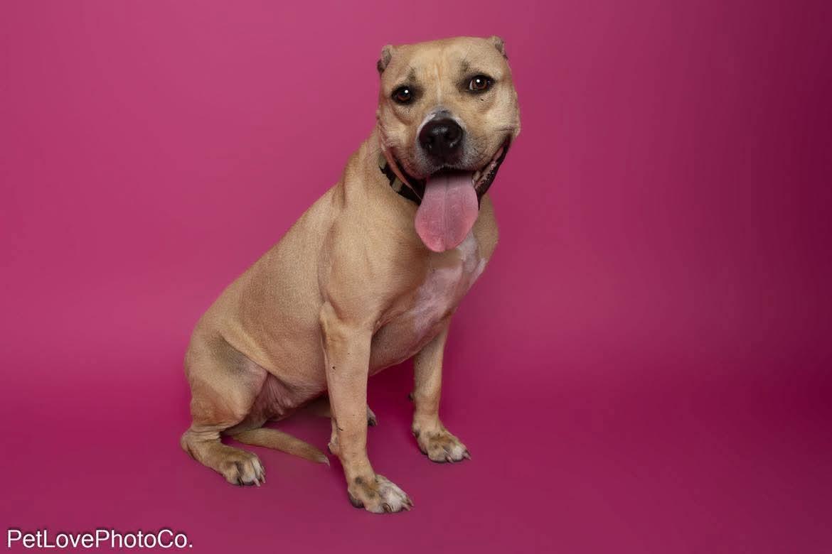 Enlarge Nala, a Adoptable American Bulldog in Lutz, FL image 1/4