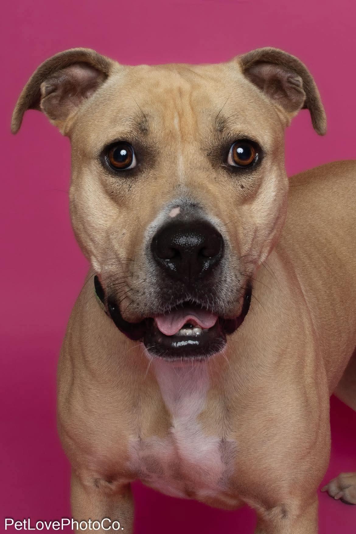 Nala, Young Female American Bulldog