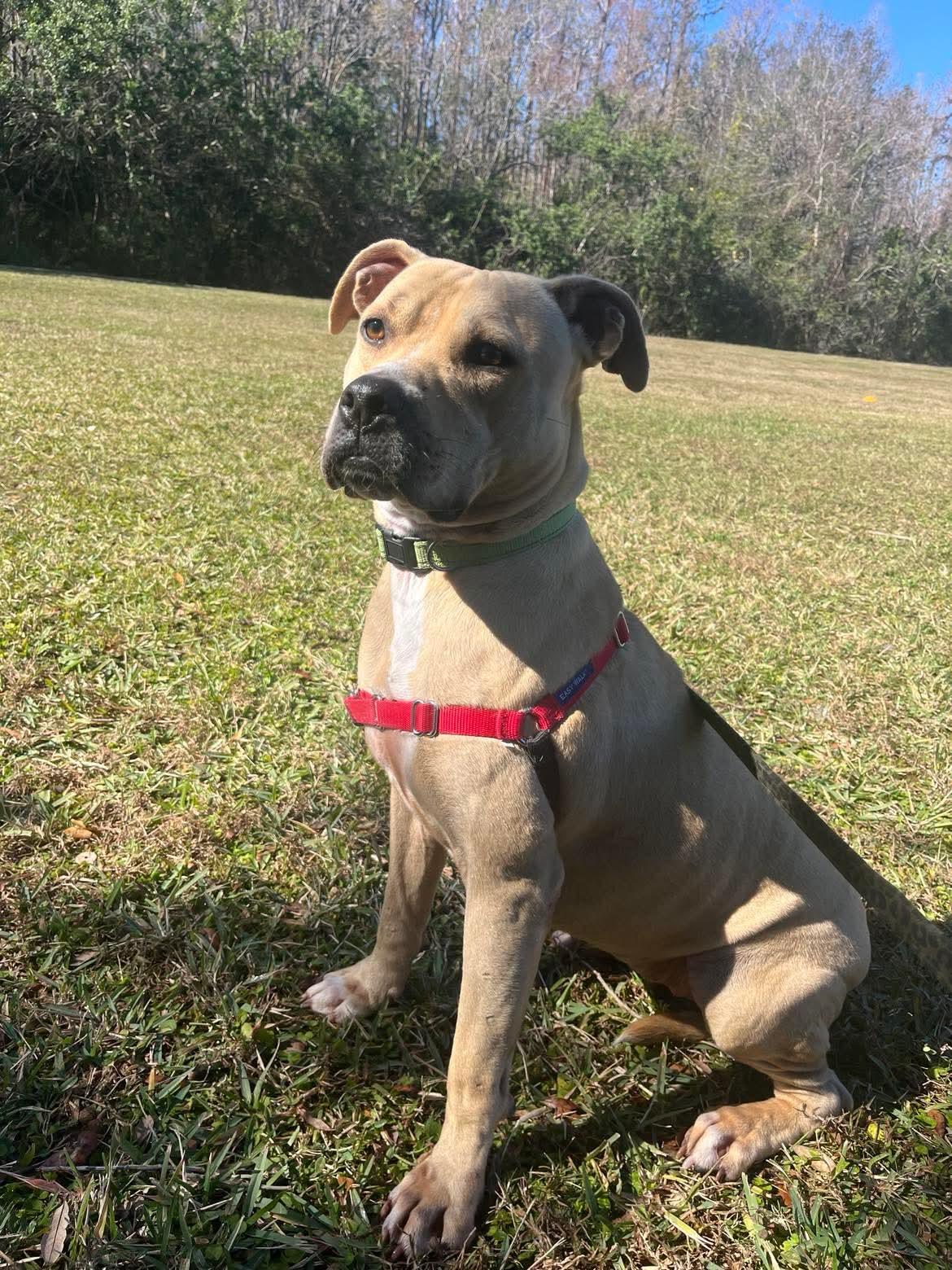 Enlarge Nala, a Adoptable American Bulldog in Lutz, FL image 3/4