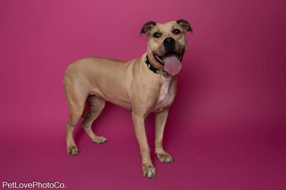 Enlarge Nala, a Adoptable American Bulldog in Lutz, FL image 4/4