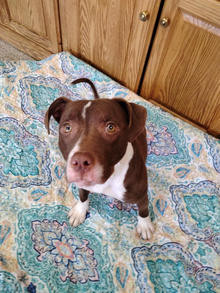 Ren, Adoptable, Young Female Pit Bull Terrier.