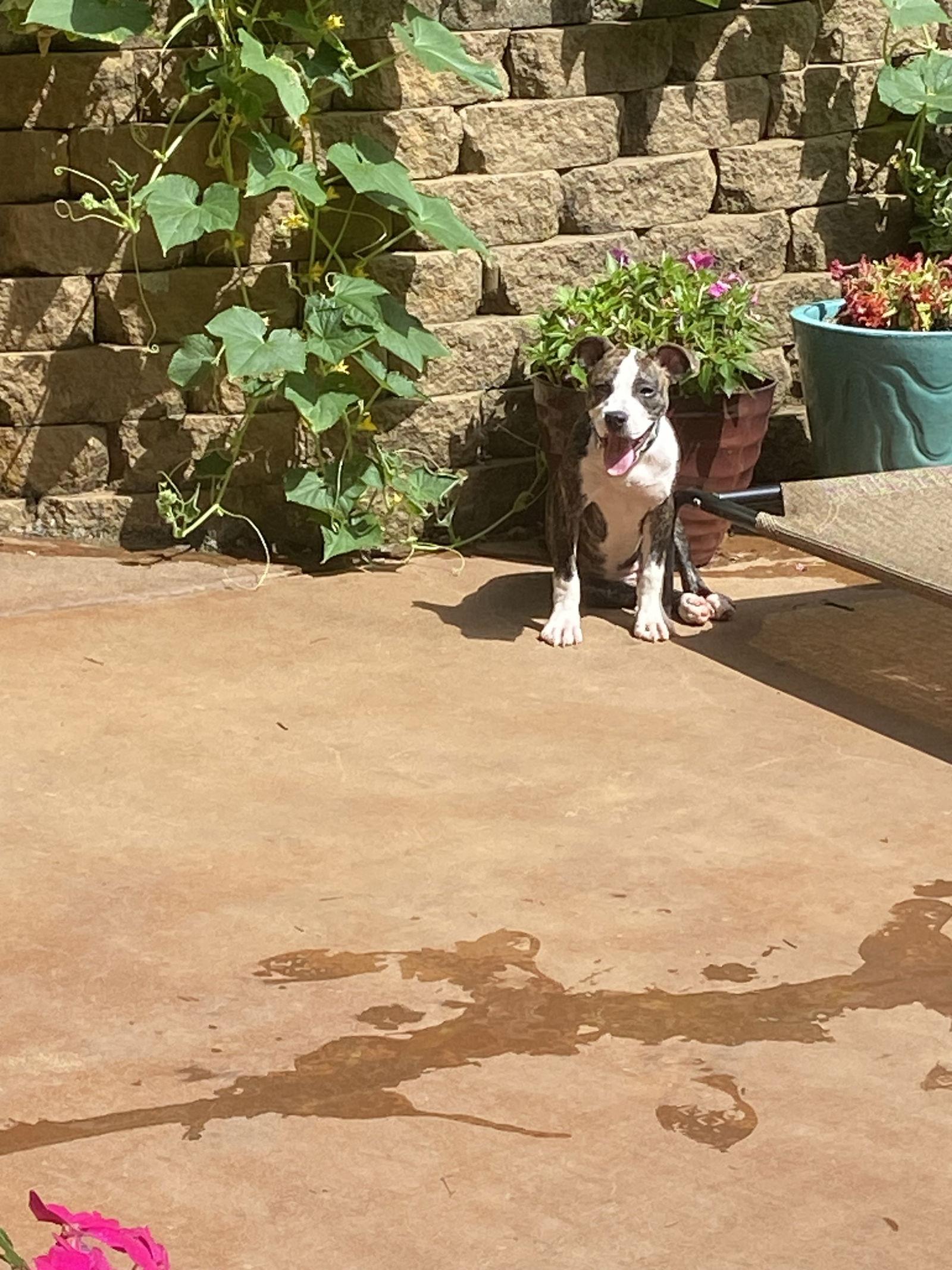 Enlarge Red, a Adoptable Labrador Retriever in Ball Ground, GA image 1/3