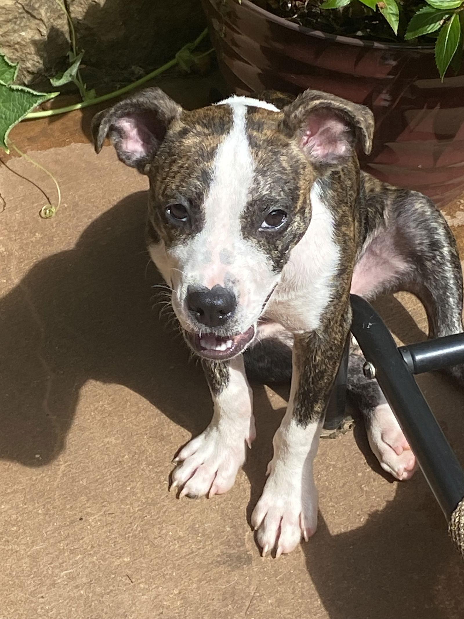 Enlarge Red, a Adoptable Labrador Retriever in Ball Ground, GA image 2/3