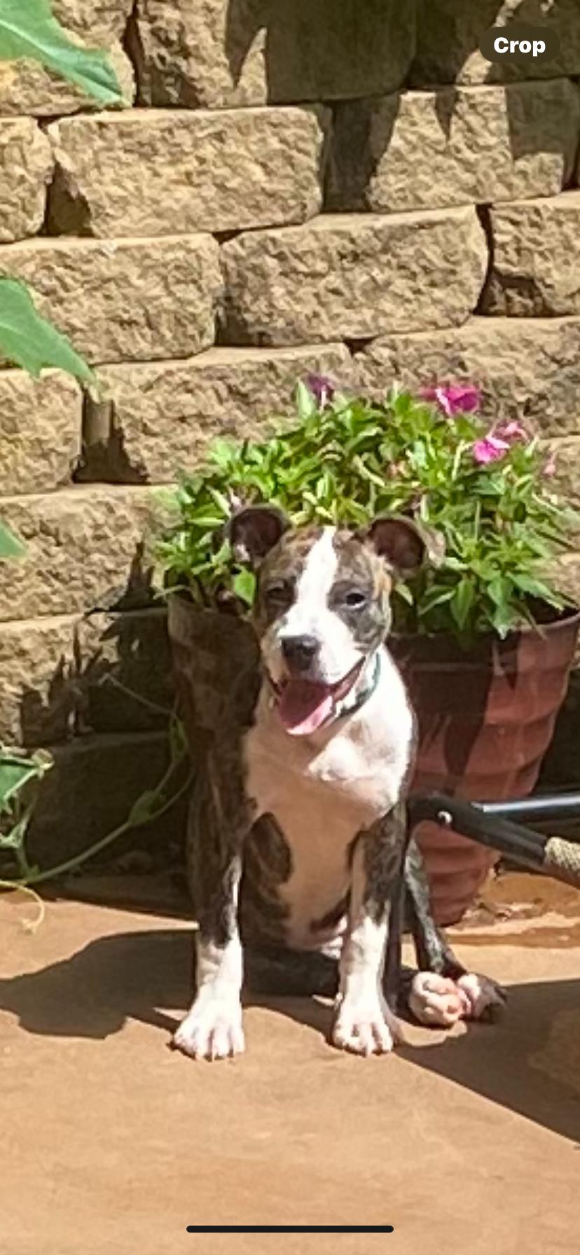 Enlarge Red, a Adoptable Labrador Retriever in Ball Ground, GA image 3/3