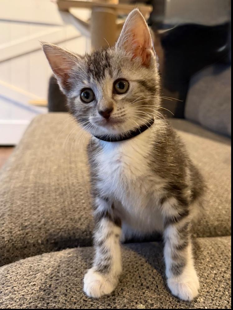 Enlarge Anika, a Adoptable Domestic Short Hair in Wellington, FL image 1/1