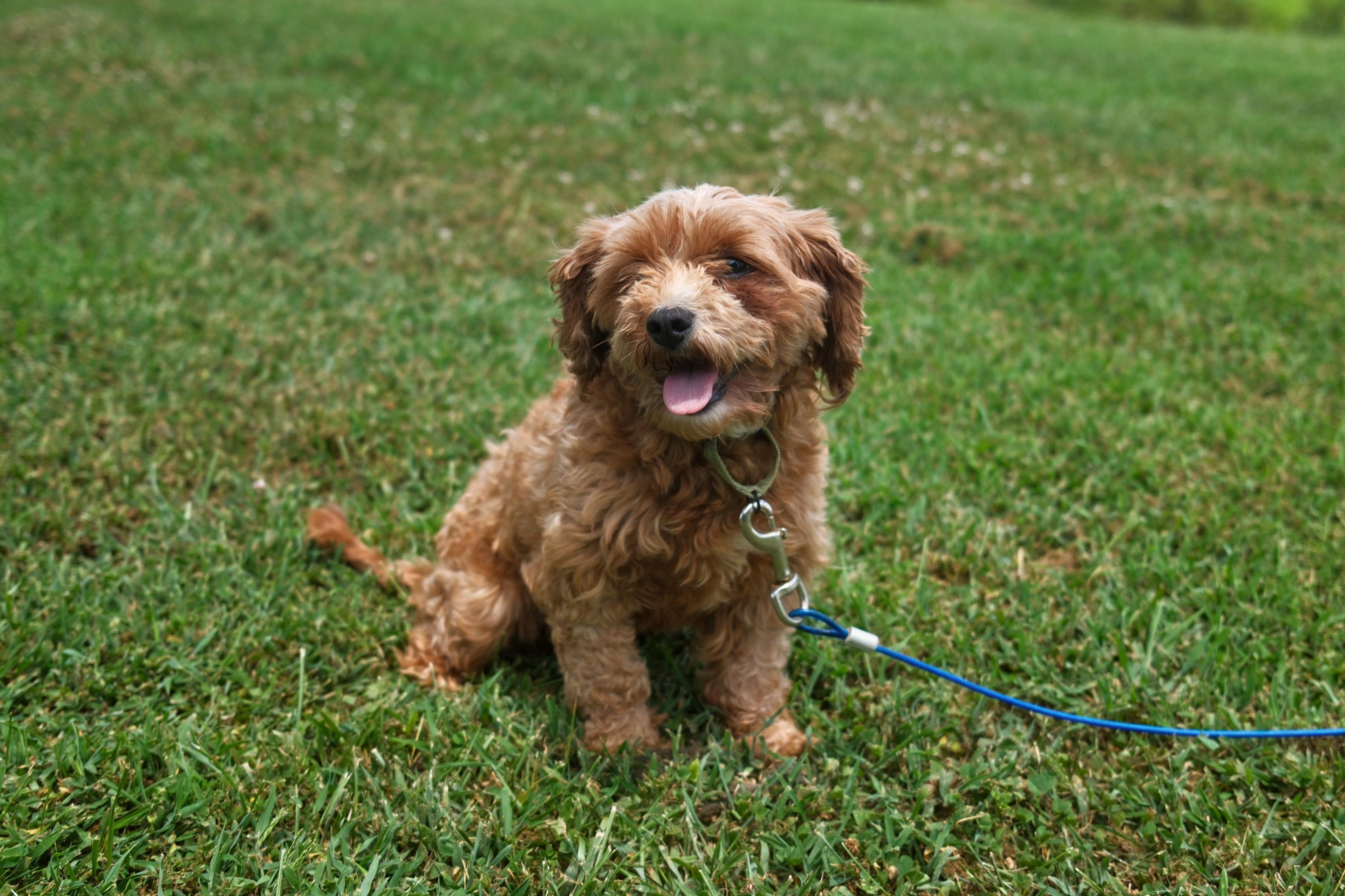 Tina, an adoptable Cavapoo in Gradyville, KY, 42742 | Photo Image 2