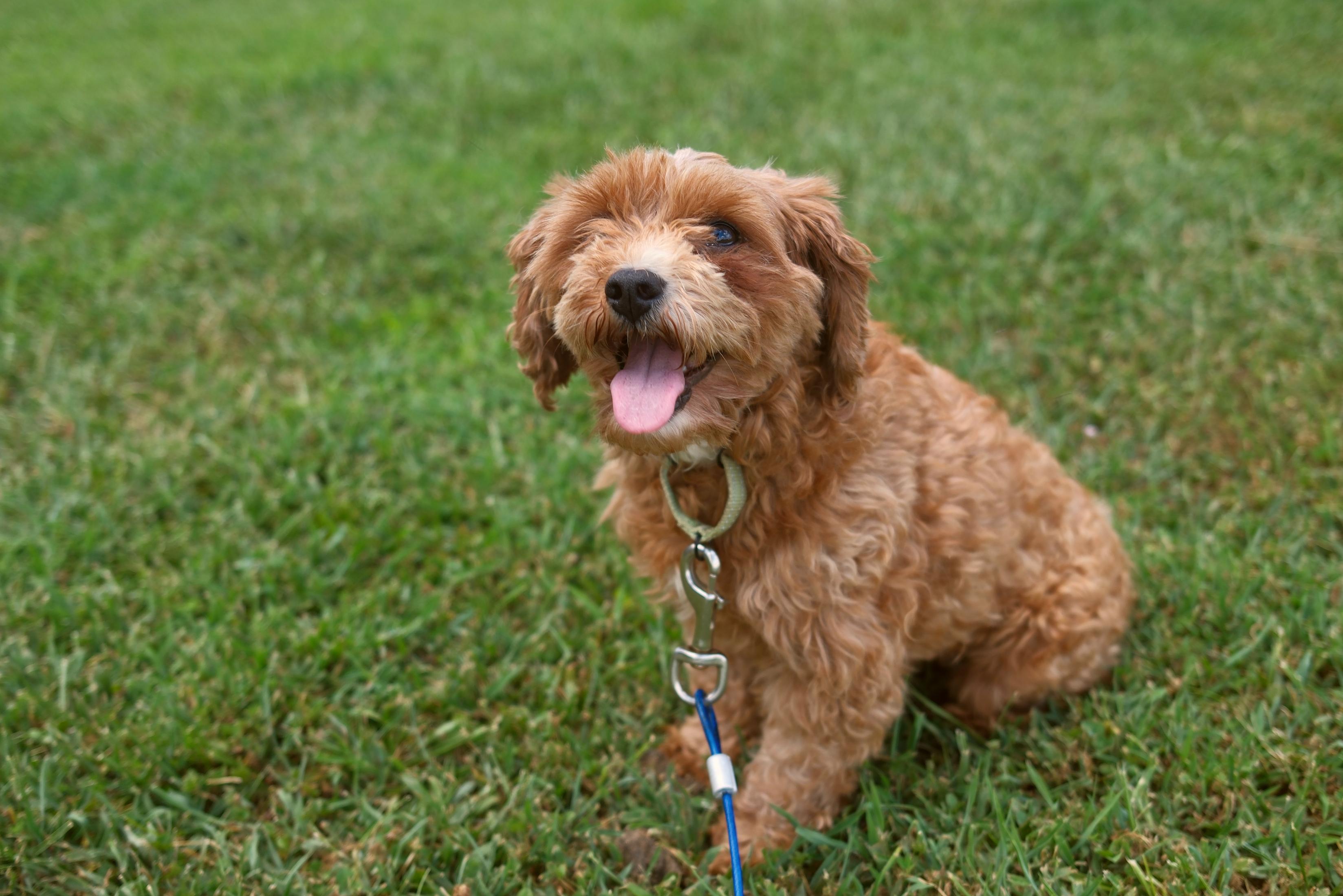 Tina, an adoptable Cavapoo in Gradyville, KY, 42742 | Photo Image 5