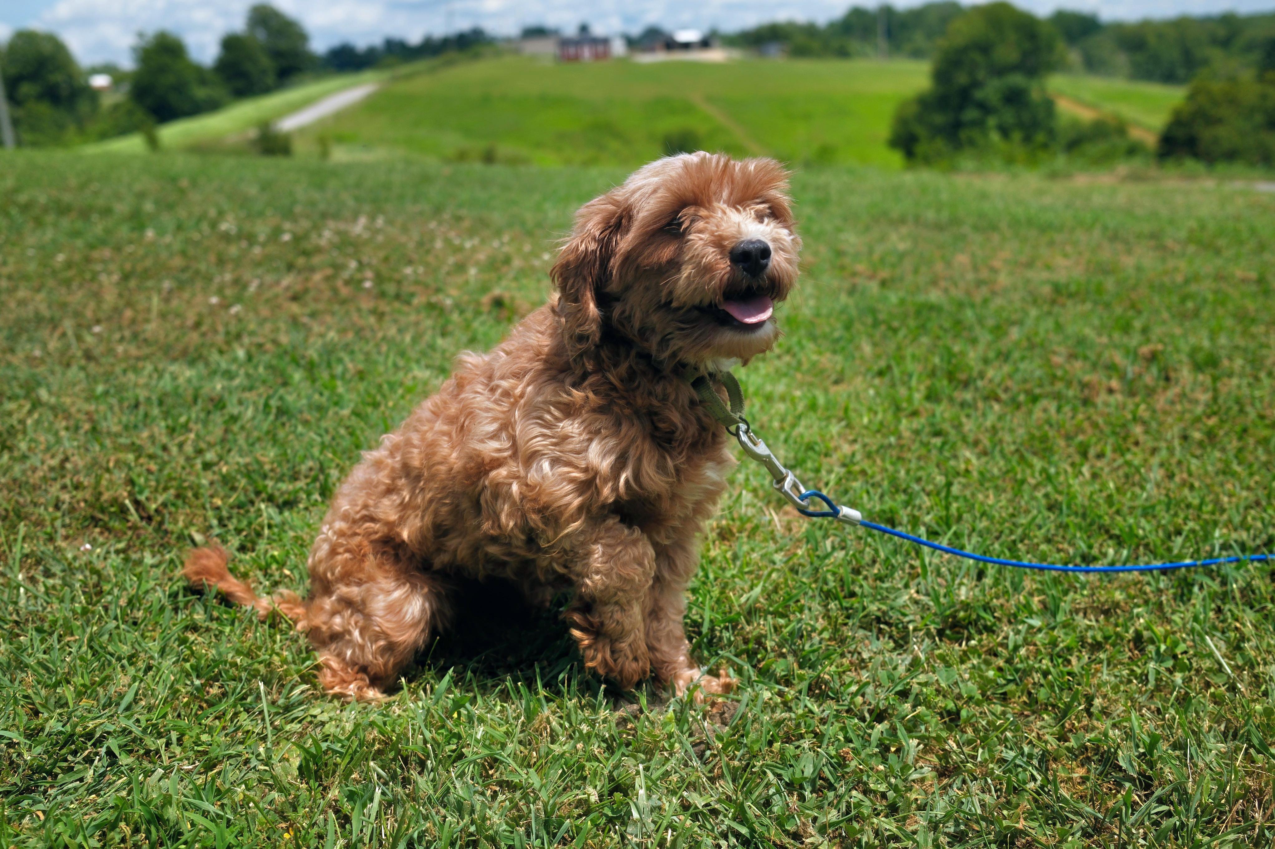 Tina, an adoptable Cavapoo in Gradyville, KY, 42742 | Photo Image 1