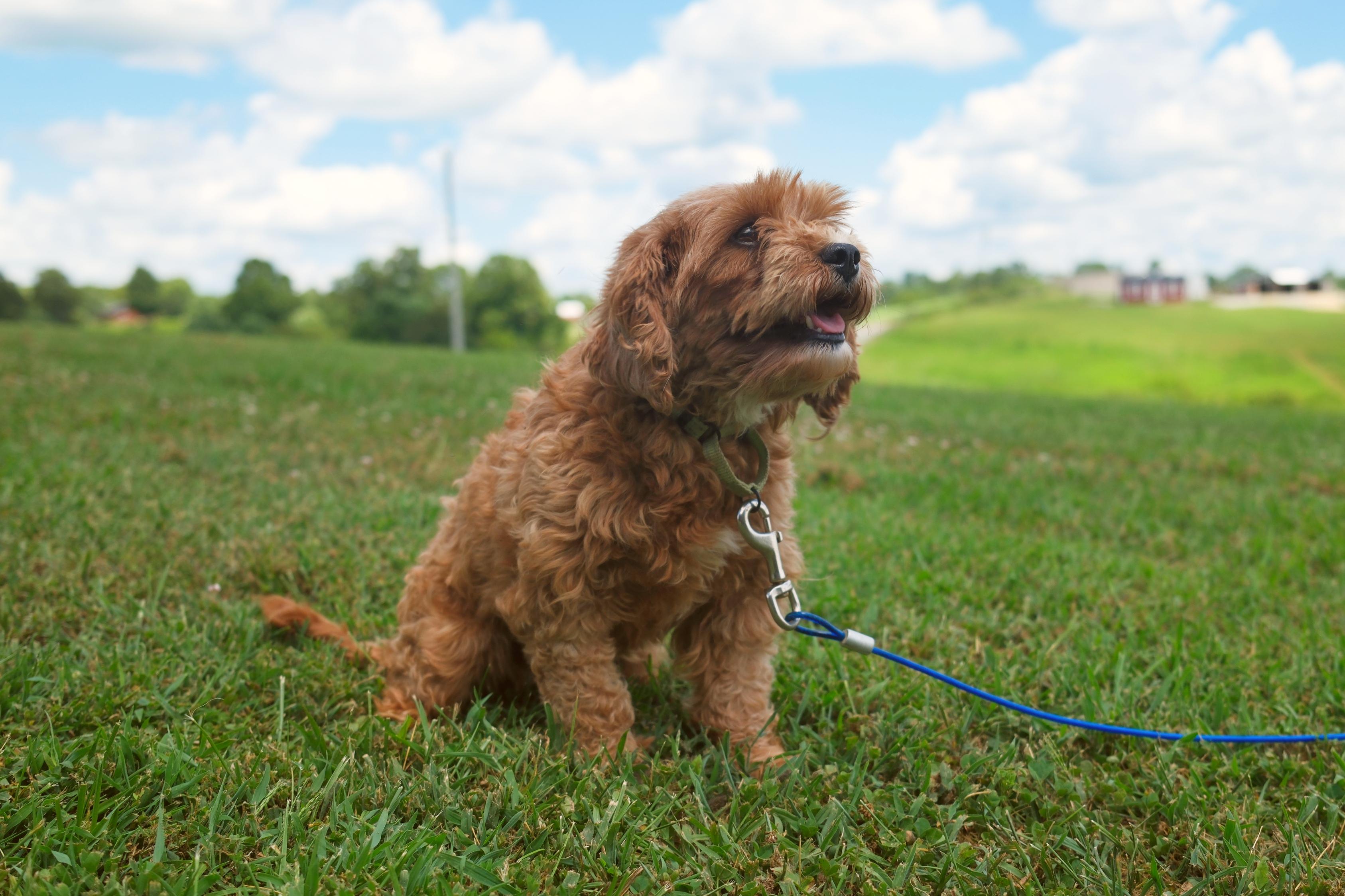 Tina, an adoptable Cavapoo in Gradyville, KY, 42742 | Photo Image 4