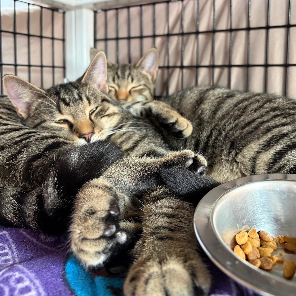 Eon, Adoptable, Young Female Domestic Short Hair.