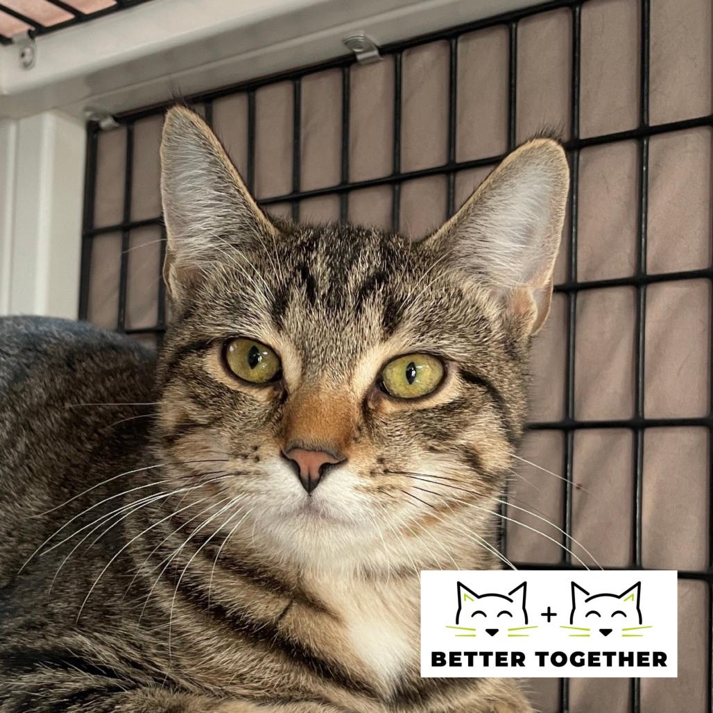 Enlarge Eon, a Adoptable Domestic Short Hair in Chicago, IL image 2/2